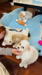 Mini Bichoodle Blue Berrry